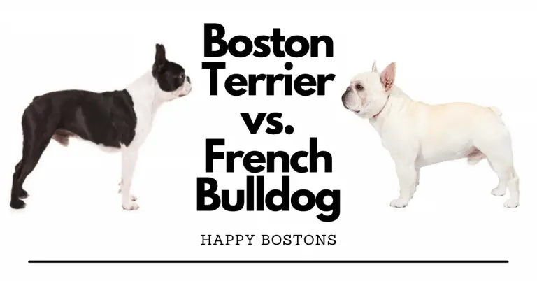 Boston Terrier vs French Bulldog. What’s the difference?