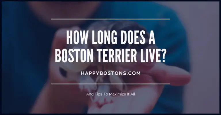 How long does a Boston Terrier live? | 5 Tips To Maximize
