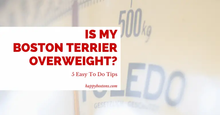 5 Easy To Do Tips – Is My Boston Terrier Overweight?