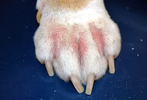 Why do boston terriers paws itch. Red skin.