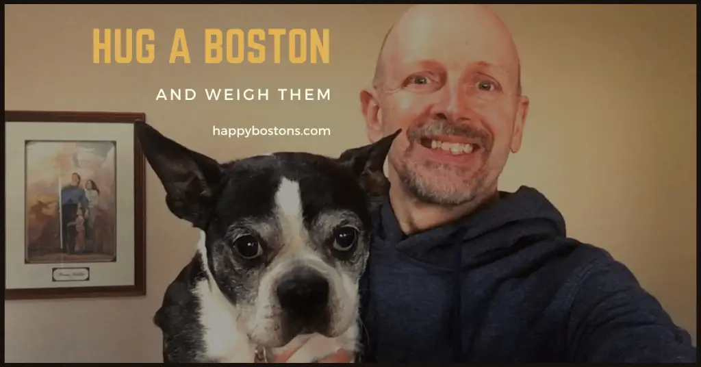 How can I weigh my dog? Is my Boston terrier overweight? Hug a Boston and with them.
