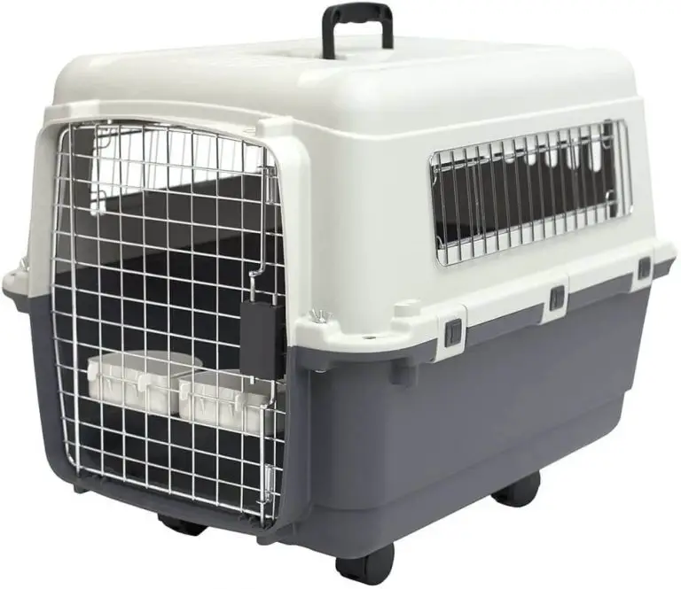 What Is The Best Boston Terrier Crate Size? (Pictures