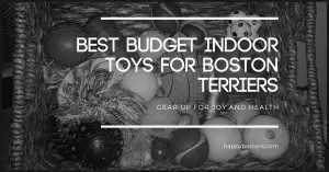 Best budget indoor toys for boston terriers