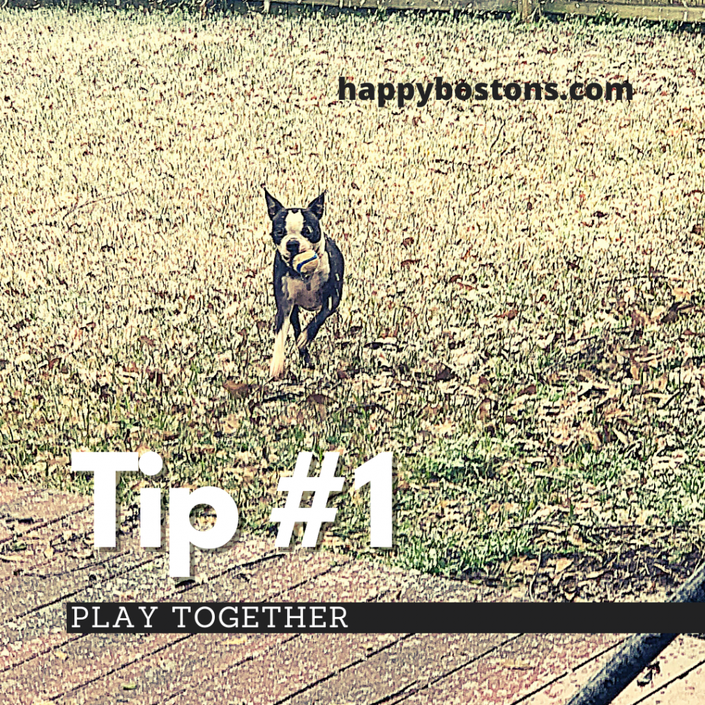 how to bond with your boston terrier - play together