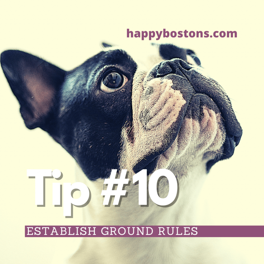 how to bond with your boston terrier - establish ground rules