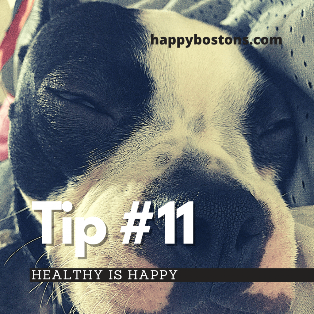 how to bond with your boston terrier - healthy is happy