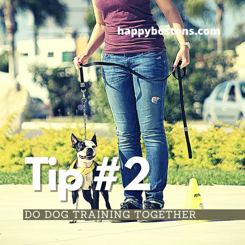 how to bond with your boston terrier - do dog training together