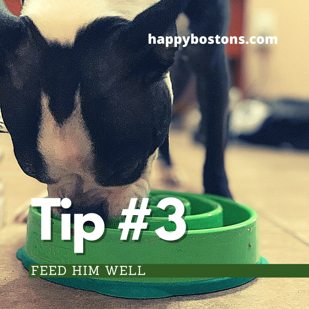 how to bond with your boston terrier - feed him well
