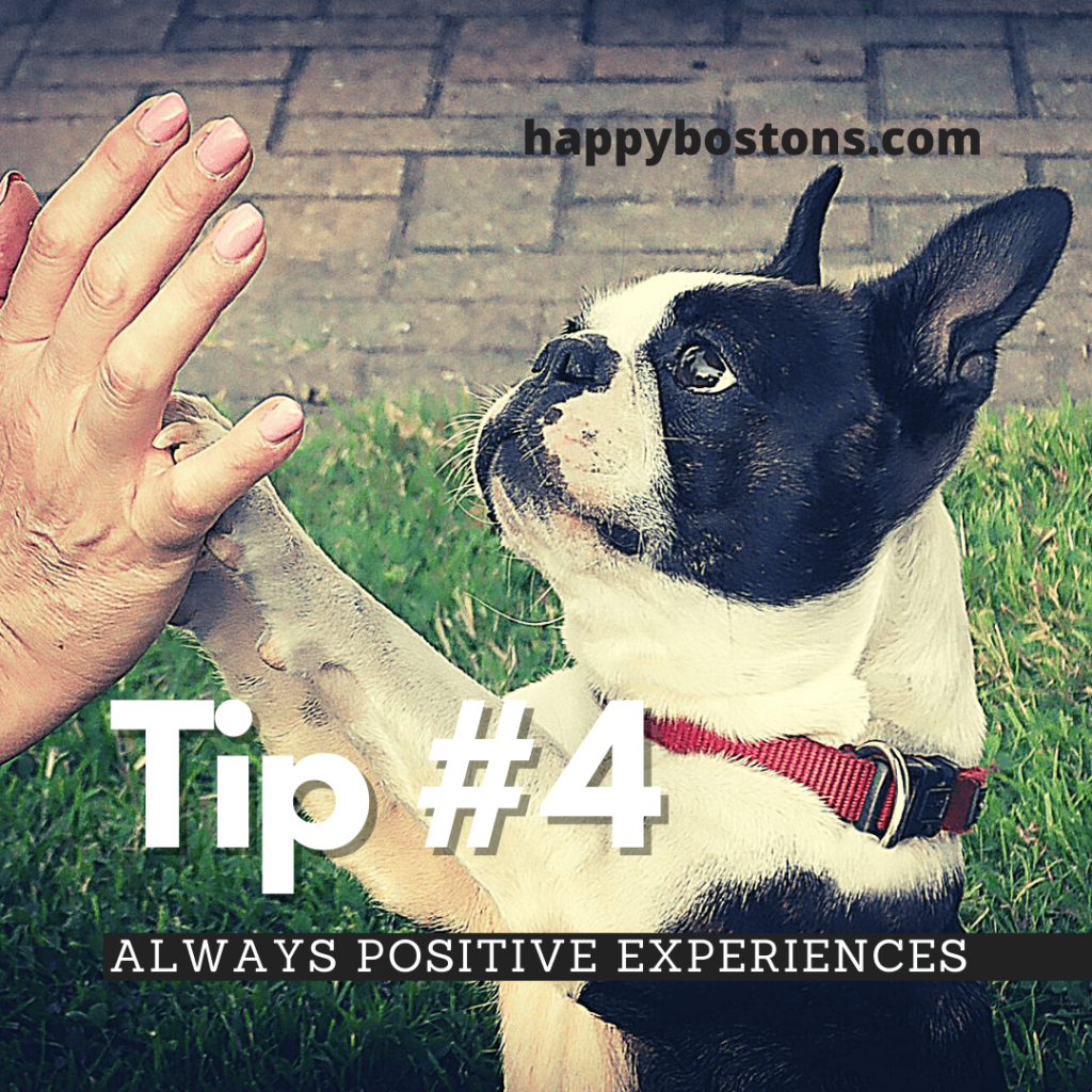 how to bond with your boston terrier - always positive experiences
