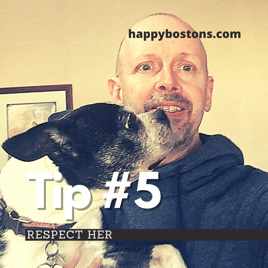 how to bond with your boston terrier - respect her