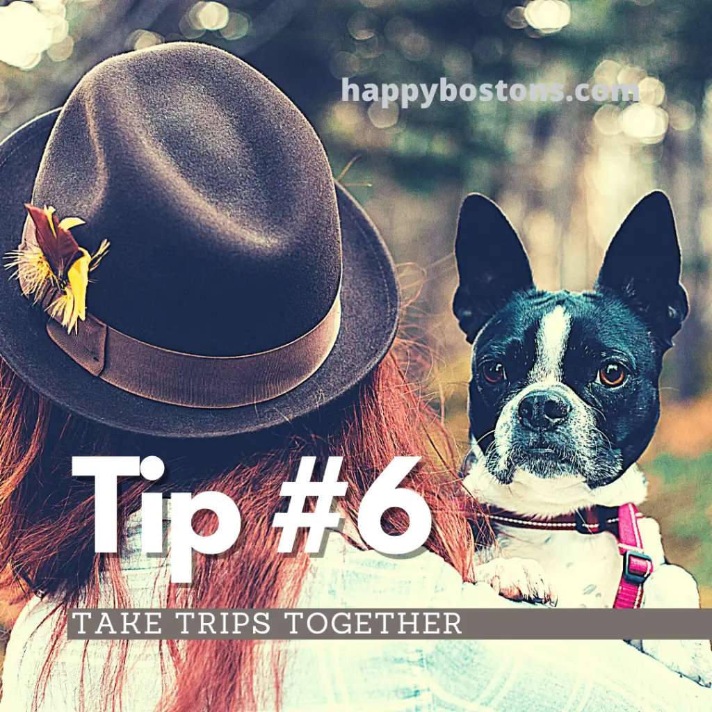 how to bond with your boston terrier - take trips together
