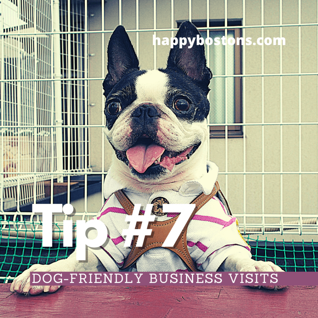 how to bond with your boston terrier - dog-friendly business visits