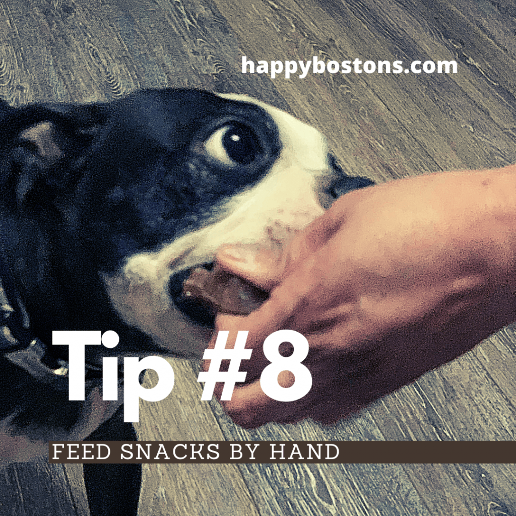 how to bond with your boston terrier - feed snacks by hand