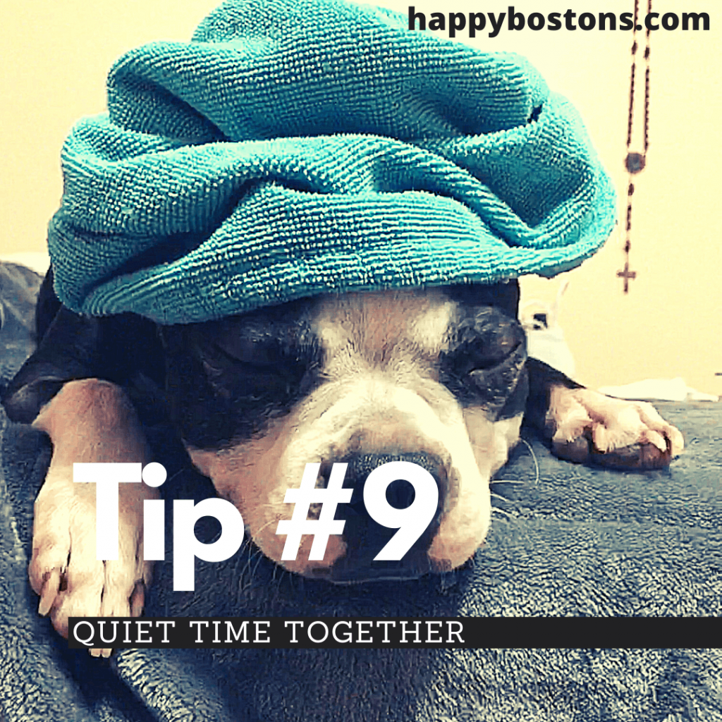 how to bond with your boston terrier - quiet time together