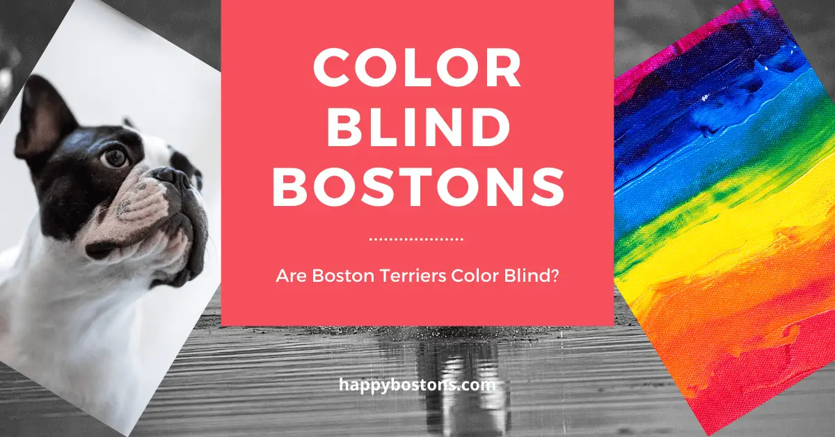 are boston terriers color blind - 10 dog eye facts