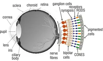 eyesight rods cones