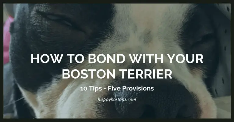 10 Tips – How To Bond With Your Boston Terrier