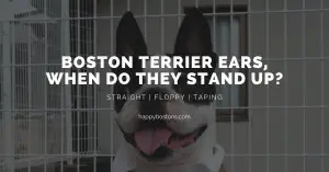 when do boston terrier ears stand up-tiny