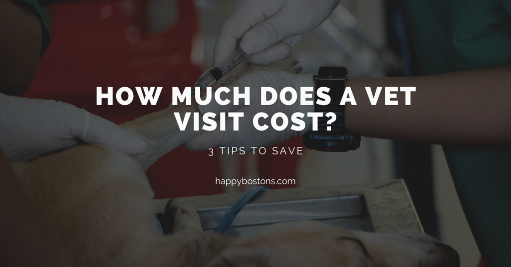3 Ways To Save Money On A Vet Visit For Your Pet Boston Terrier