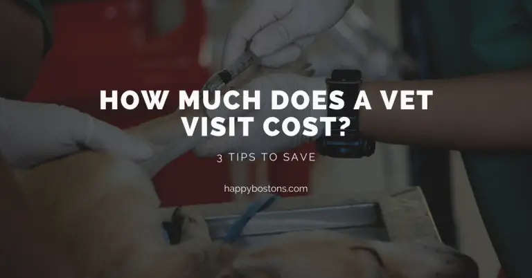3 Ways to Save Money on a Vet Visit for Your Pet – Boston Terrier Edition