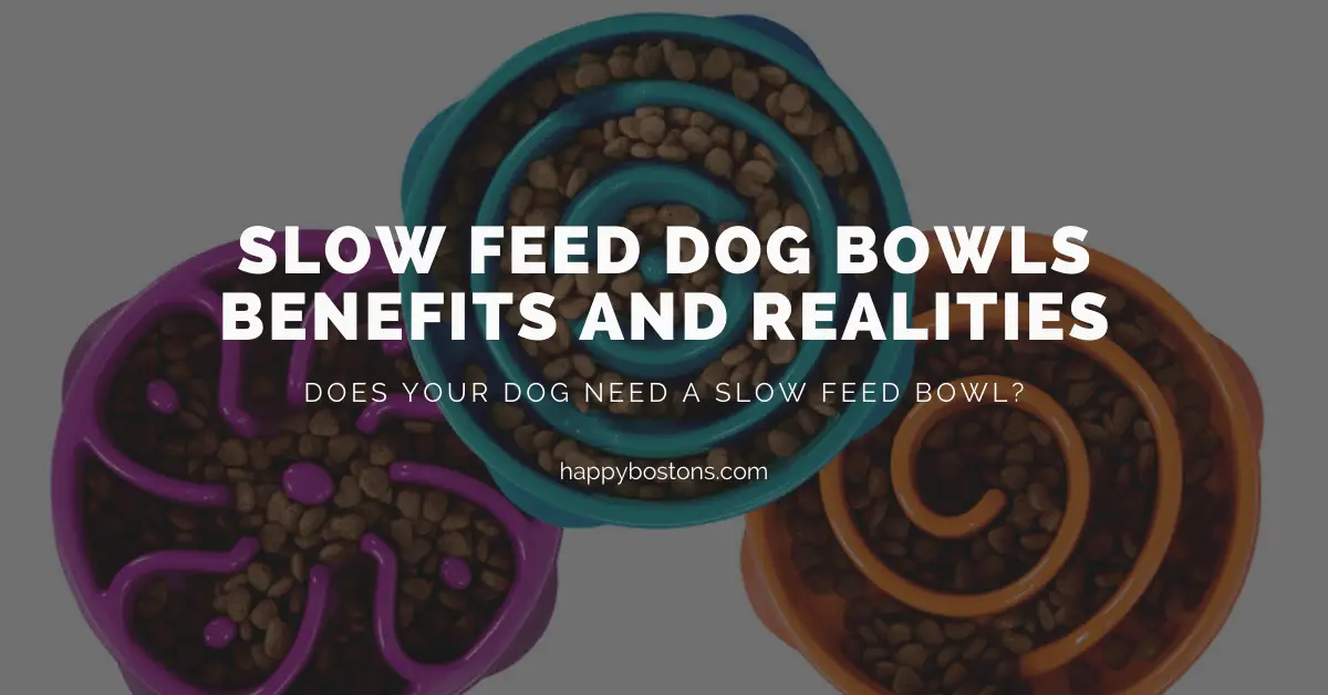 What Are Slow Feed Bowls Tiny